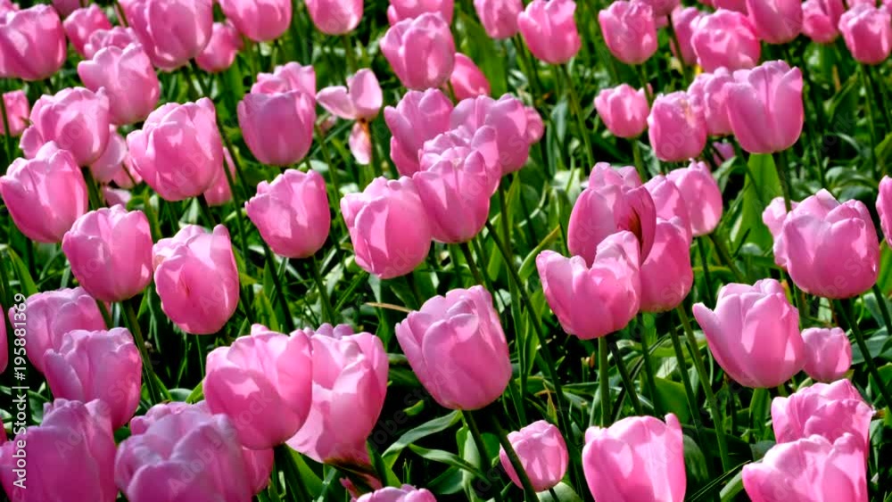 Blooming tulips in Keukenhof flower garden. Lisse, the Netherlands. Blooming tulips in Keukenhof flower garden. Lisse, the Netherlands.