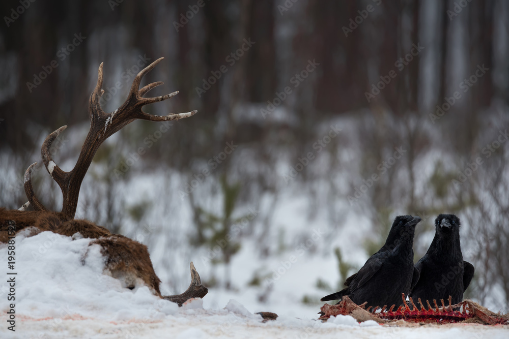 Two Black Ravens ( Corvus Corax ) Are Sitting On The Remains Of A Dead Red Deer. Devourers Carrion. .Raven Sitting On The Bloody Bones Of An Animal At Winter Forest Background.