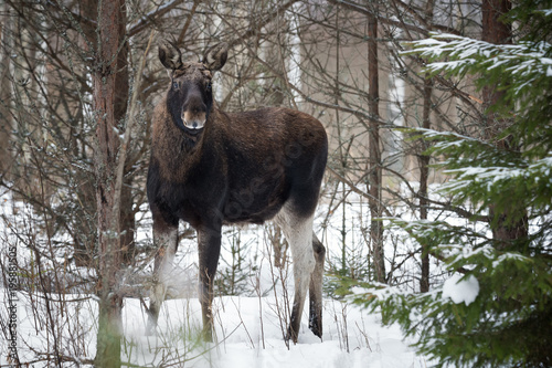Obraz na płótnie Eurasian Elk In Winter Forest,Close-Up.Wildlife Scene From Belarus. Moose, Standing On The Snow Among Pine Forest And Look At You.Alces Alces In Winter Time. Beautiful Animal In The Nature Habitat. w salonie