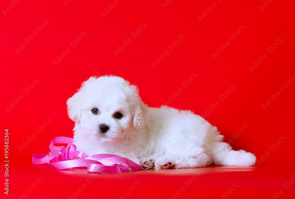 Bichon posing in the studio on a red background. A cute puppy is lying with a pink ribbon. A beautiful white dog is resting. Horizontal image.