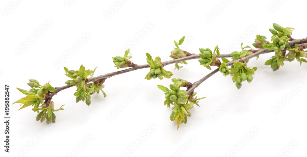 Branch of cherries with buds.