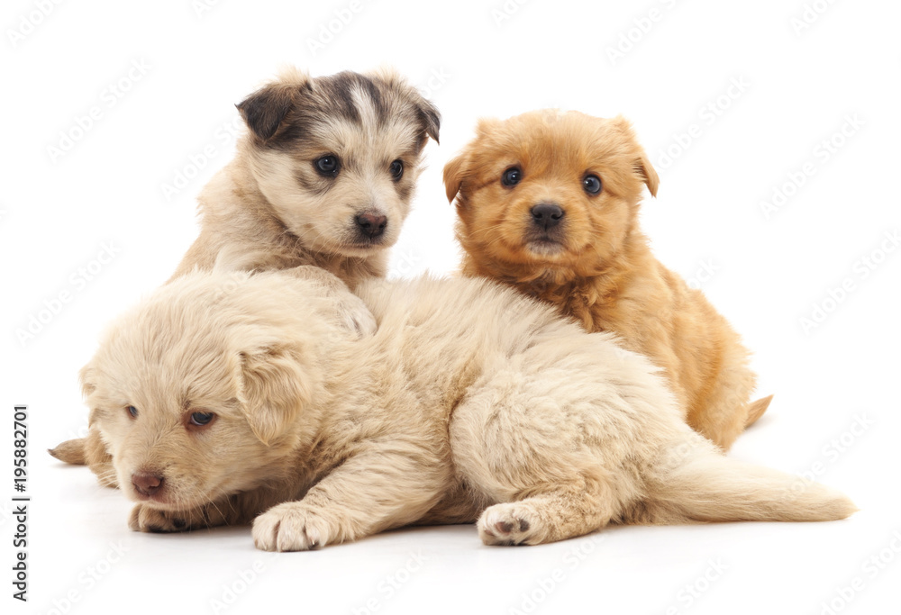 Three beautiful puppies.