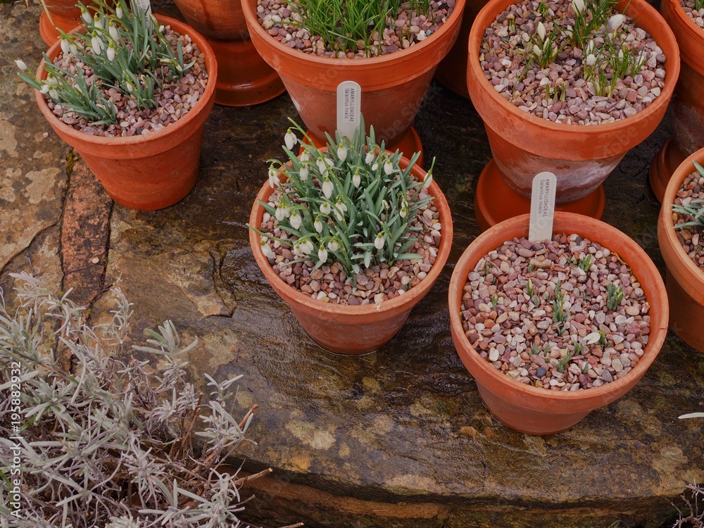 Potted snowdrops Potted snowdrops