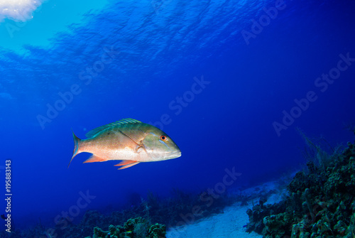 This silver fish is a mutton snapper and is at home in tropical warm water like here in the Caribbean. The fish is good to eat and a favourite with locals. This guy is cruising the reef