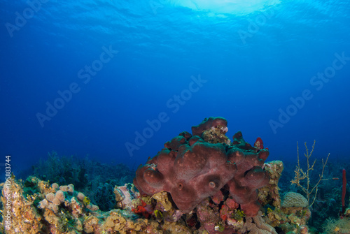 A piece of coral can be seen growing out of the reef below the surface of the warm blue sea. This section of reef is in the Caribbean and is home to an abundance of marine life