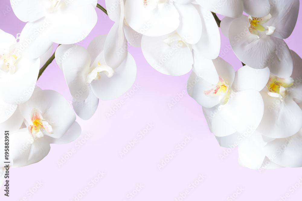 Fototapeta premium White Orchid in pink pastel background