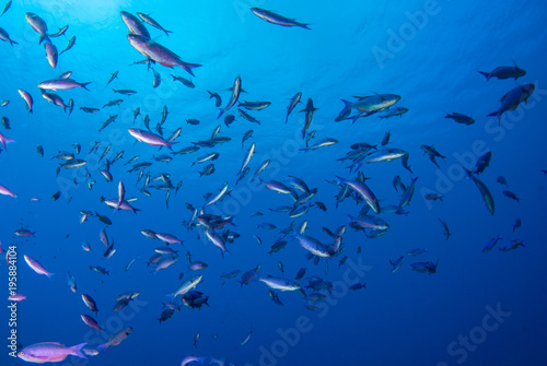 A school of blue chromis can be seen enjoying their natural habitat in the deep blue water of the Caribbean sea. These reef creatures are at home close to the coral