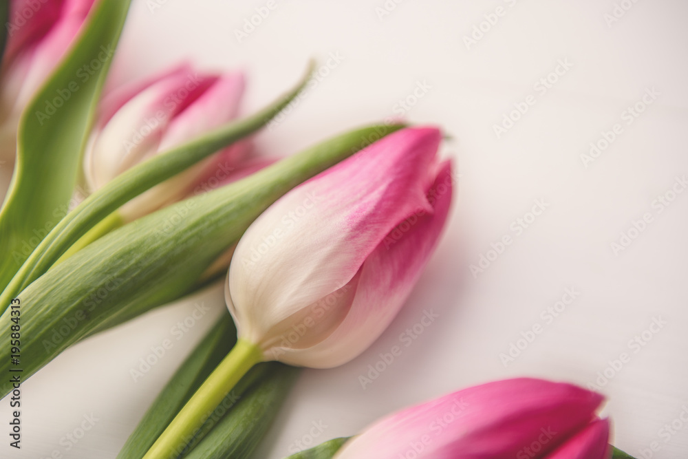tulips on white background spring concept 