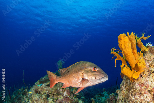 Obraz na płótnie A mutton snapper can be seen swimming throughout its natural habitat on the tropical caribbean reef