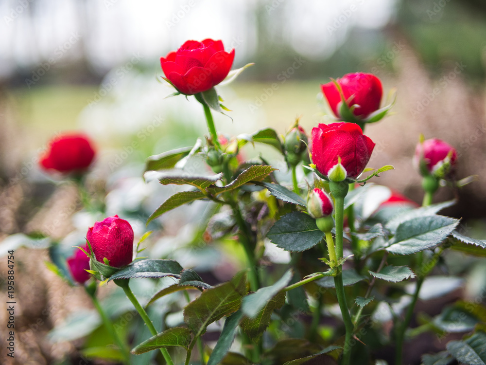 Rose Rose