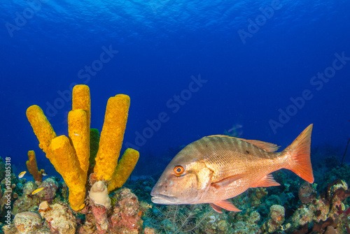 A mutton snapper can be seen swimming throughout its natural habitat on the tropical caribbean reef. This fish is suited to the warm water and can be seen clearly due to the clenliness of the water