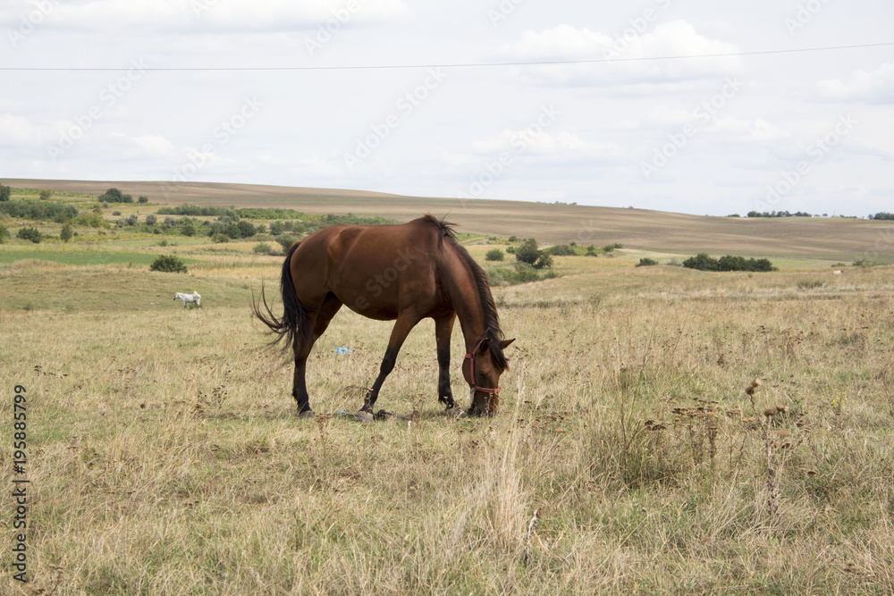 one horse grazing on green pasture on the field.  brown horse feeding on the meadow. Concept of power. 