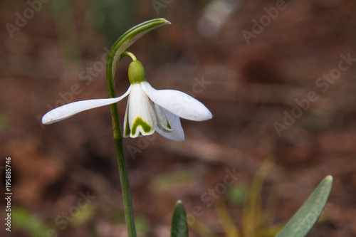 The first spring flower is a snowdrop. Fragile gentle first spring white flower. Snowdrop is a rare flower. Spring background or texture.