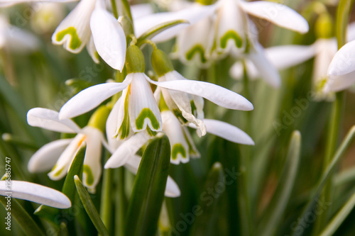Beautiful white snowdrops (Galanthus nivalis) bloom in spring in the park. The first spring blooms.