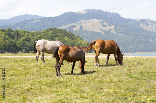 Three horses grazing on green pasture in Carpathian mountain valley. White and brown horses feeding on the meadow. Concept of power. 