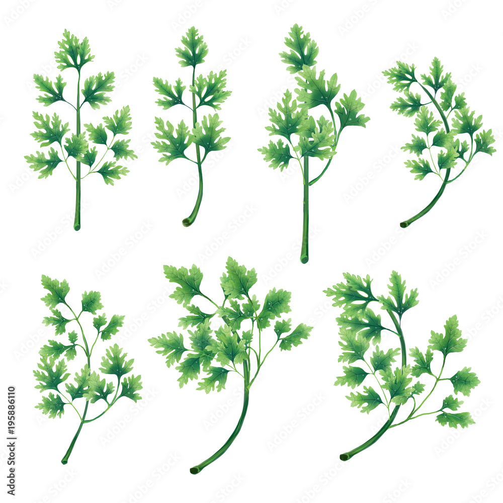 Obraz premium A set of twigs and leaves of parsley. Isolated illustration on white background.