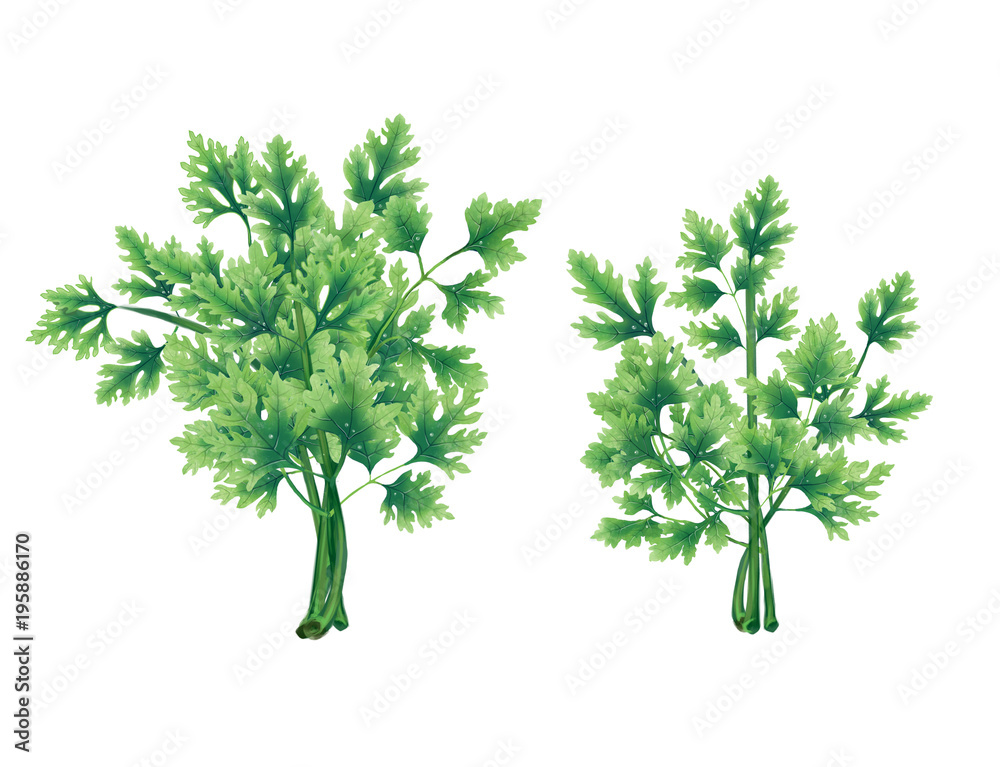 Illustration of two bunches of green Pars isolated on white background. Illustration of two bunches of green Pars isolated on white background.