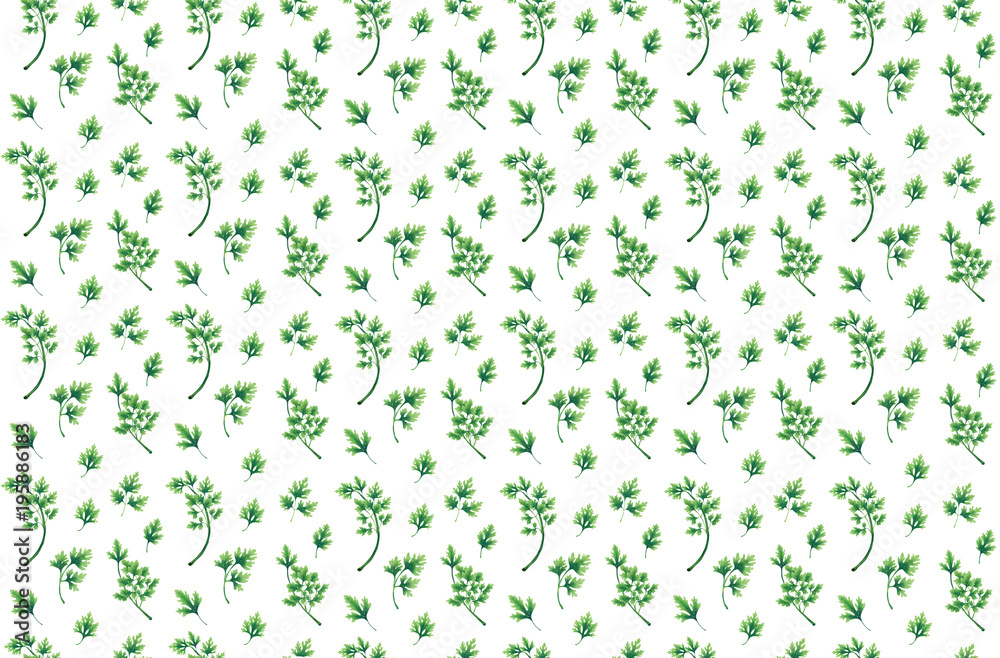 Seamless pattern with parsley. Parsley leaves background, Plant pattern. Seamless pattern with parsley. Parsley leaves background, Plant pattern.