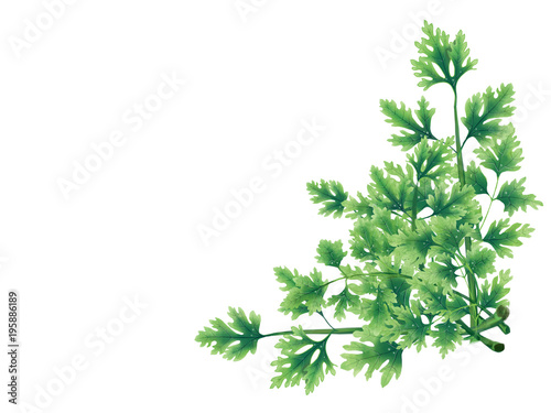 Decorative bouquet of parsley leaves. Decoration for menu  banner  logo or website. Floral decorative elements with parsley leaves.