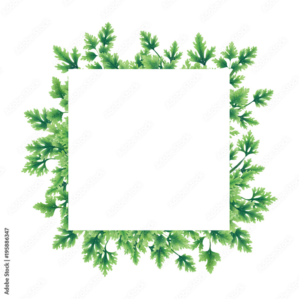 Green parsley leaves at the borders of the illustration. Inside an empty white background. Green parsley leaves at the borders of the illustration. Inside an empty white background.