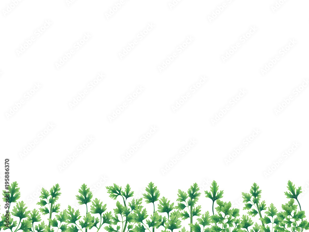 Green parsley leaves at the borders of the illustration on the bottom. Inside an empty white background. Green parsley leaves at the borders of the illustration on the bottom. Inside an empty white background.