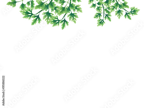 Green parsley leaves at the borders of the illustration on the top. Inside an empty white background. The vegetation grows on top. Hanging leaves and branches.