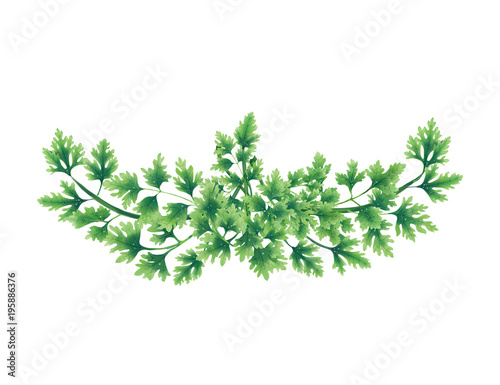 Decorative bouquet of parsley leaves. Decoration for menu, banner, logo or website. Floral decorative elements with parsley leaves.