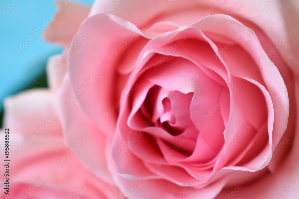 Close up of a beautiful varietal pink rose Close up of a beautiful varietal pink rose