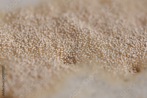 brewer's yeast on the wort surface. Craft beer brewing from grain barley pale malt in process. Ale or lager from pilsner.