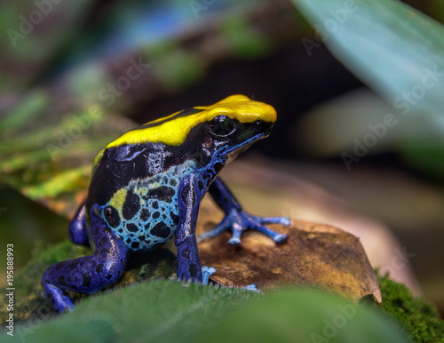 blue and yellow Brazilian dyeing poison dart frog (dendrobates tinctorius)