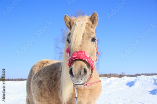 light little horse on snow background