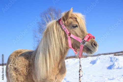 light little horse on snow background