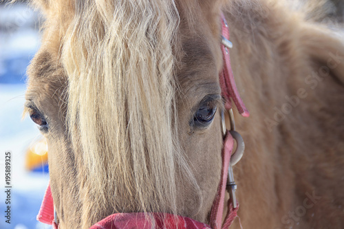 the eyes are bright horses on snow background
