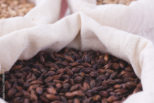 Chocolate malt in a bag. Craft beer brewing from grain barley malt in process. Ale or lager from dark pilsner malt.