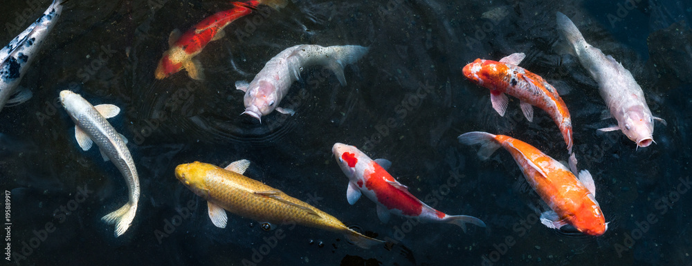 Koi schwimmen in einem Teich als Hintergrund Panorama Stock Photo | Adobe  Stock