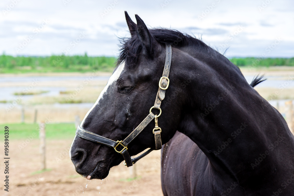 horse horse