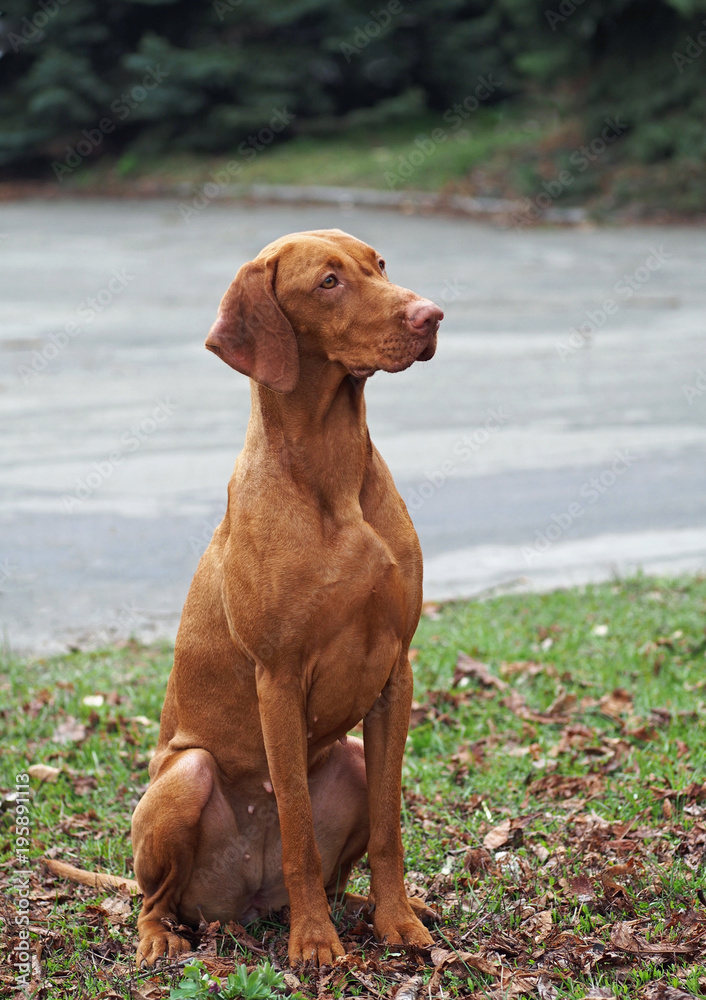 Portrait of a dog Hungarian Vizsla on a natural vegetable background Portrait of a dog Hungarian Vizsla on a natural vegetable background