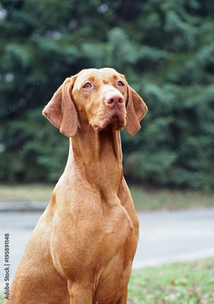 Portrait of a dog Hungarian Vizsla on a natural vegetable background Portrait of a dog Hungarian Vizsla on a natural vegetable background