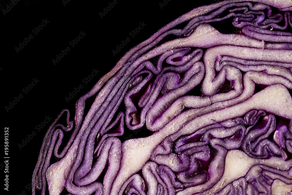 Detail of Red cabbage section Detail of Red cabbage section