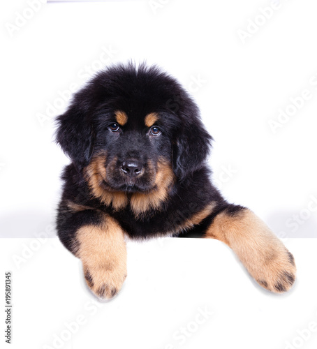 Puppy tibetan mastiff of white background