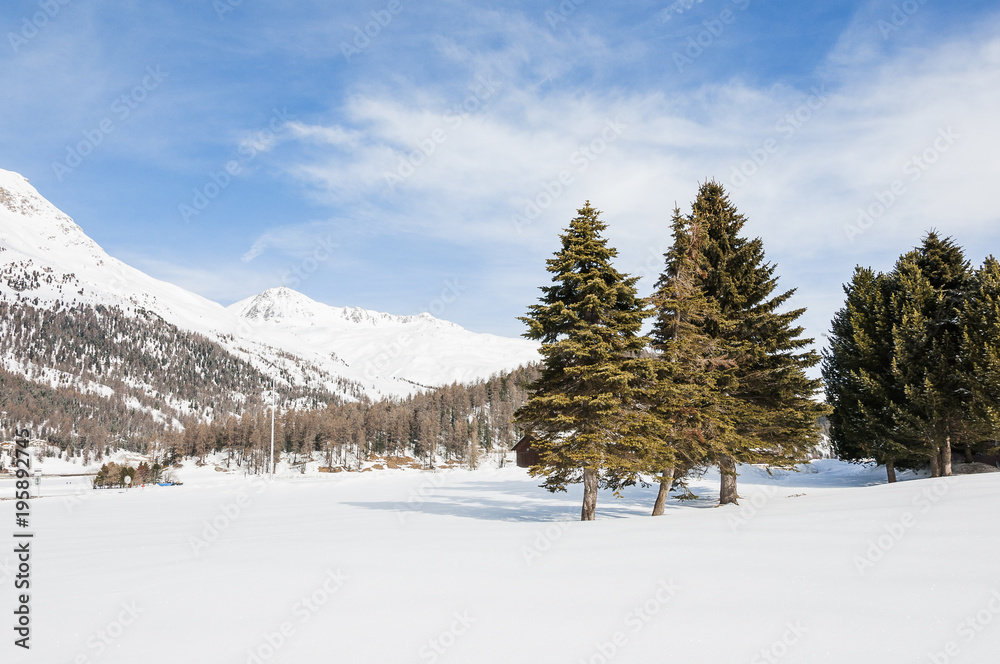 St. Moritz, Silvaplana, Piz Nair, Alpen, Corviglia, Winter, Wintersport, Langlauf, Oberengadin, Graubünden, Schweiz