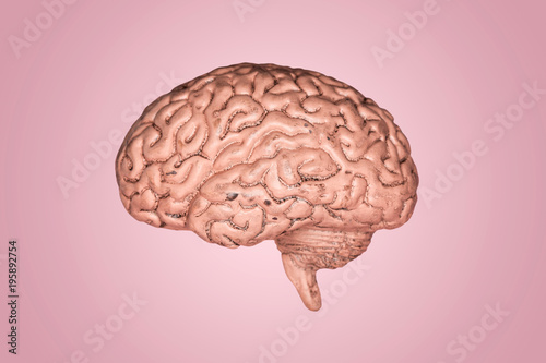 A human brain. Part of anatomy human body model with organ system.