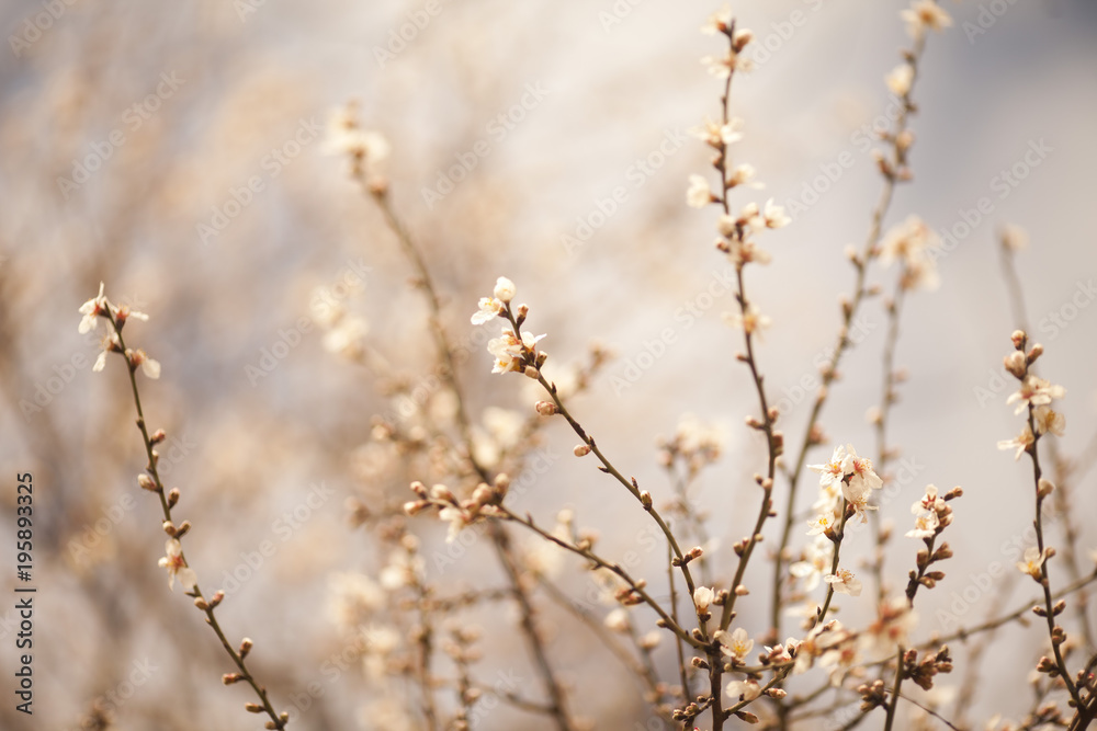 Spring Blossom background