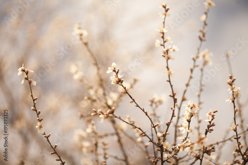 Spring Blossom background © olenakucher