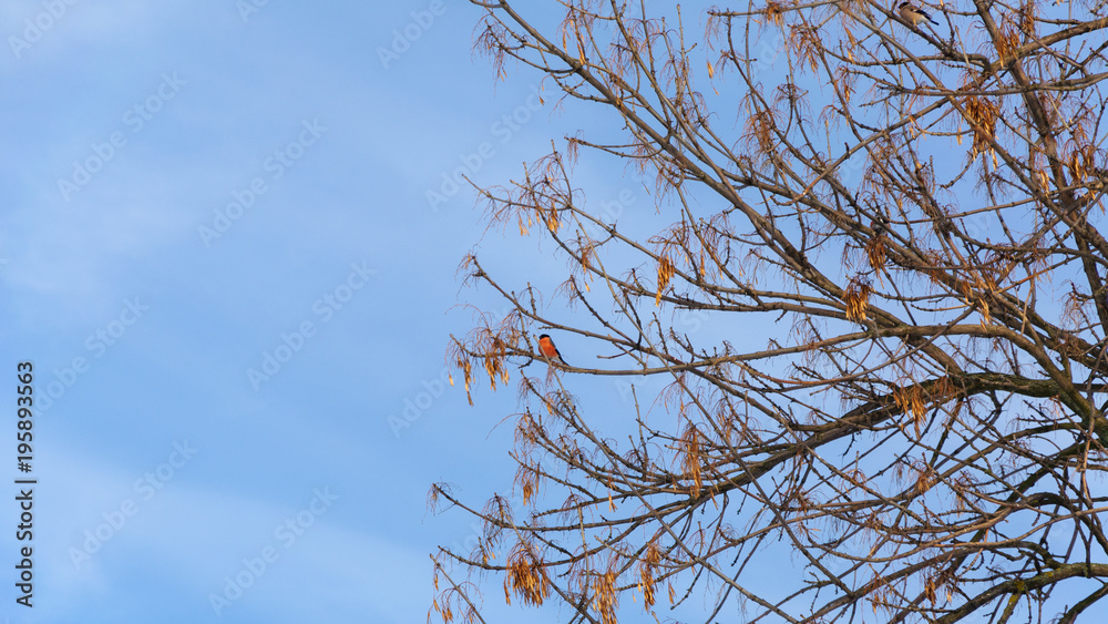 Bullfinches sit on a tree branch Bullfinches sit on a tree branch