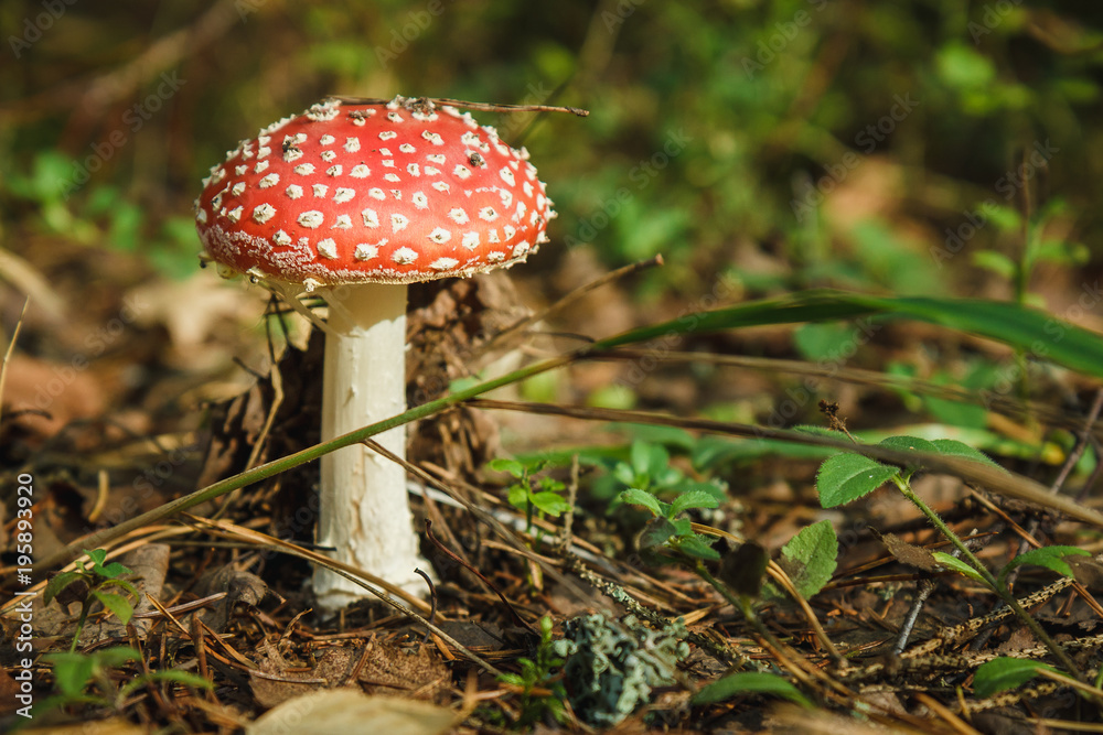 Mushroom Mushroom
