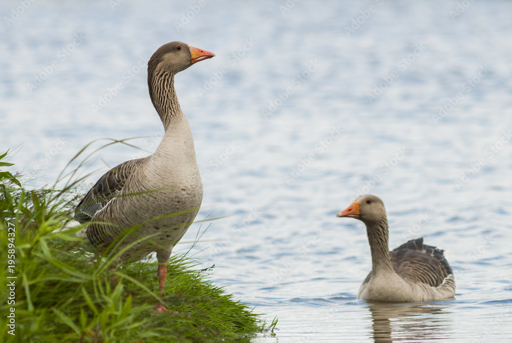 Couple of greylag goose at the Uitkerkse polders Couple of greylag goose at the Uitkerkse polders