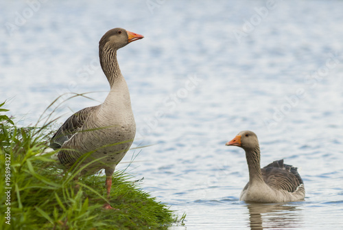 Couple of greylag goose at the Uitkerkse polders
