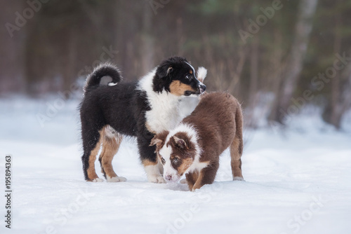 Two australian shepherd puppies playing in winter