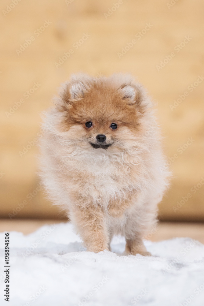 Adorable little pomeranian spitz puppy in winter Adorable little pomeranian spitz puppy in winter